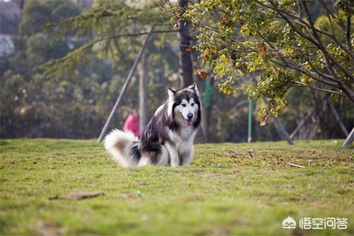 阿拉斯加犬图片:狼版阿拉斯加长不大吗，阿拉斯加多久能长大？