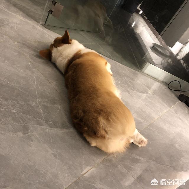 狗粮代理商:转行做国内中高端的狗粮代理可行吗？