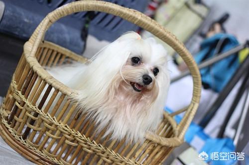 小体西施犬图片:西施犬补钙喝羊奶吗？西施犬喝什么羊奶能补钙呢？