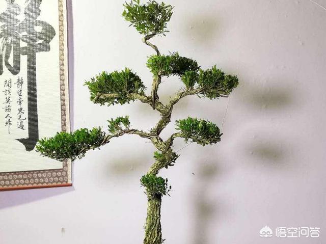 小叶黄杨 雀舌黄杨:为什么我的瓜子黄杨叶子长的特别大，比原来的叶子至少大三倍？
