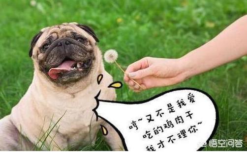 4个月的巴哥犬好养吗:3个月大的八哥犬喜欢打鼾放屁，特别能吃该怎么办？