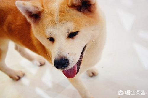秋田犬图片:秋田犬刚接回来三天不吃东西是为什么？