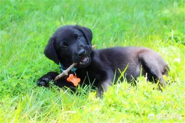 拉布拉多犬介绍图片:为什么爱养拉布拉多犬的人这么多，有什么样的优点呢？ 拉布拉多犬图片价格表
