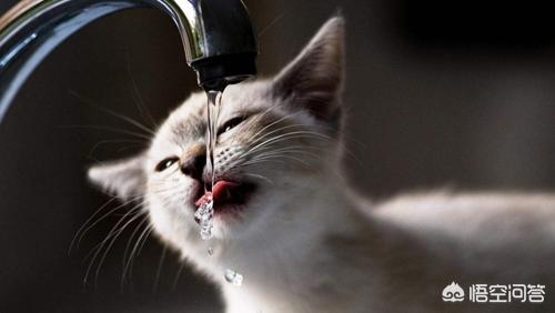 猫咪血尿可自己好么:简州猫尿血精神不好，怎么解决？