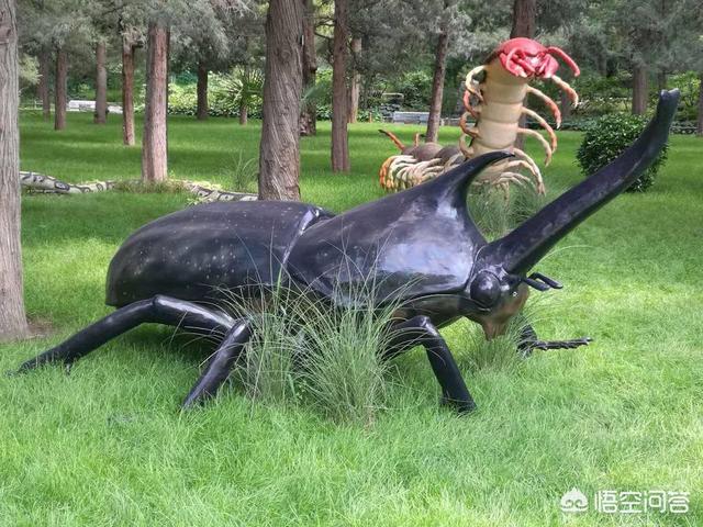 大运八字合婚六道轮回性6969别恐龙出现之前,巨型昆虫统治着世界