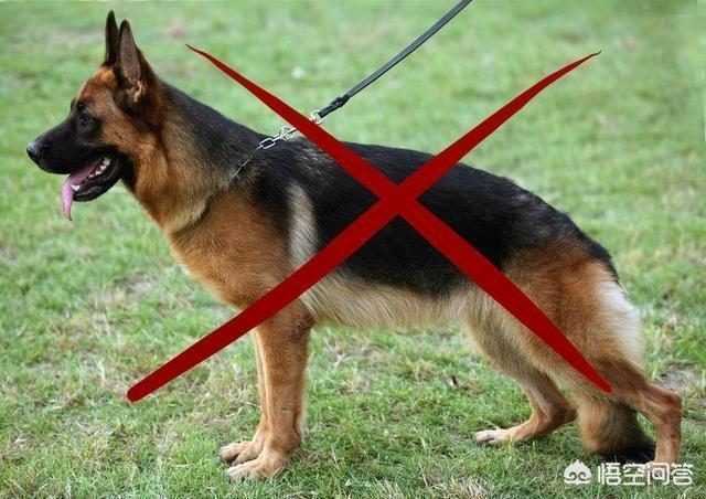 德牧价格宠物新闻:德牧幼犬100元一只 德国牧羊犬幼犬多少钱一只？