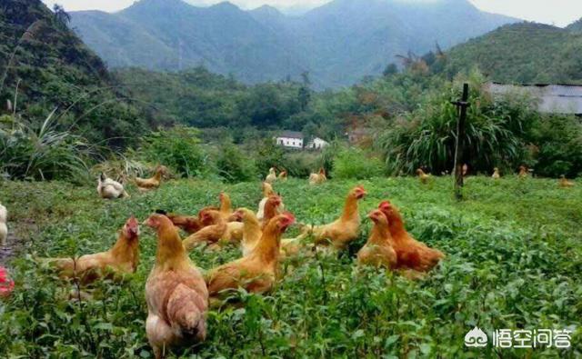灵异事件消失的鸡肉:国外一只公鸡被斩掉头部后仍活了18个月，这到底是为什么？