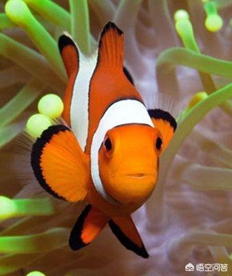 小丑鱼的资料注意不要:怎么区分人工小丑鱼和野生小丑鱼？