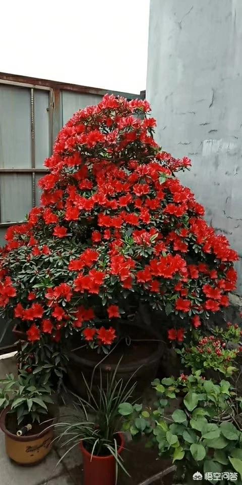 四季杜鹃花夏天怎么养:在冬季杜鹃花该怎样修剪？