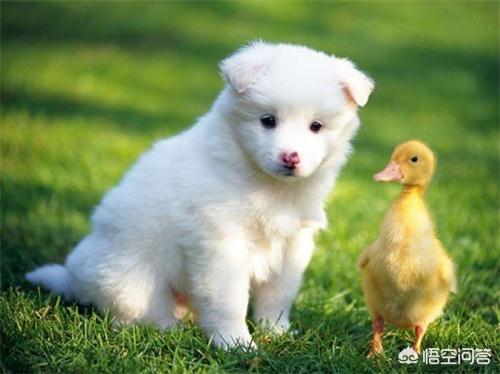 萨摩耶图片:萨摩耶有关节风湿会好吗？一周时间会好吗？