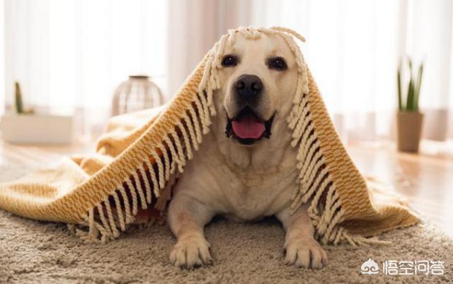 拉布拉多犬和金毛哪个贵啊:如何区分拉布拉多和金毛？ 拉布拉多犬和金毛哪个温顺