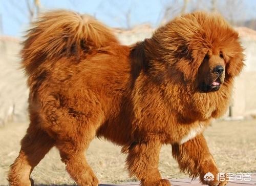 鬼面藏獒图片:鬼獒和藏獒到底有没有关系？鬼獒真的存在吗？