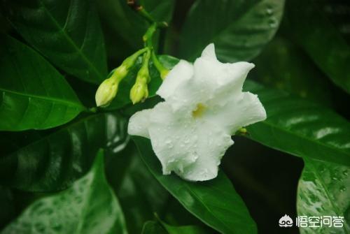 狗牙花:狗牙花长骨朵不开花是什么原因？