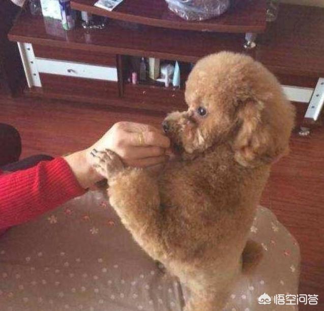 泰迪价格:巨型泰迪多少钱一只？好养吗？