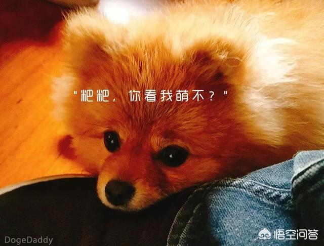 思念里的流浪狗感悟:狗狗如果想念一个人，会做什么样的事情？