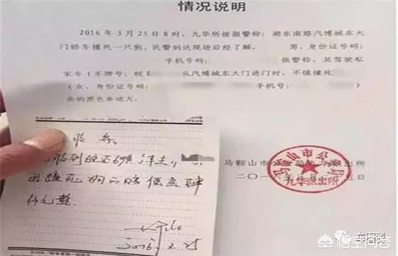 撞死金毛狗狗图片:在小区内开车撞死了宠物怎么办？