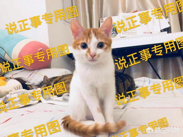 养猫指南百度文库:首次养猫，买了只两个月大的英短，有哪些知识您可以分享给我的？