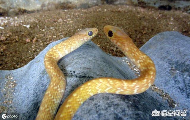 银环蛇的毒性有多强，毒性大小比较：银环蛇，五步蛇，眼睛王蛇