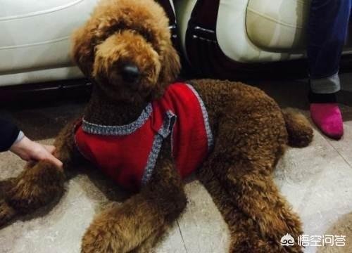 巨贵犬吃什么长得大:巨贵犬软便如何解决，巨贵犬软便会自己恢复吗？ 巨贵犬吃什么狗粮长得大