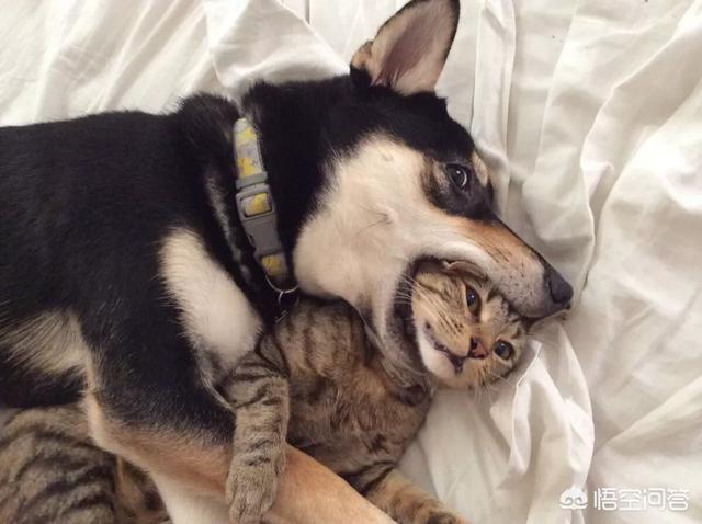 超大型犬种:家养大型犬类没有攻击性的，有哪些推荐？