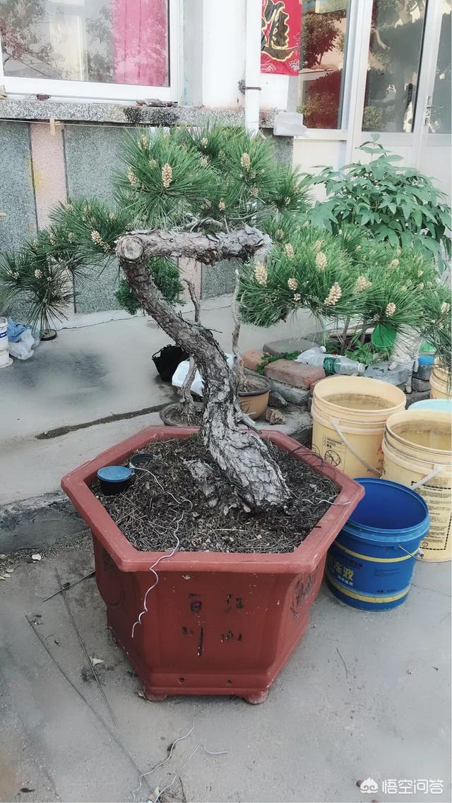 在农村家里有一处荒宅,想搞种植养点花花草草什么的,有什么项目比较好？