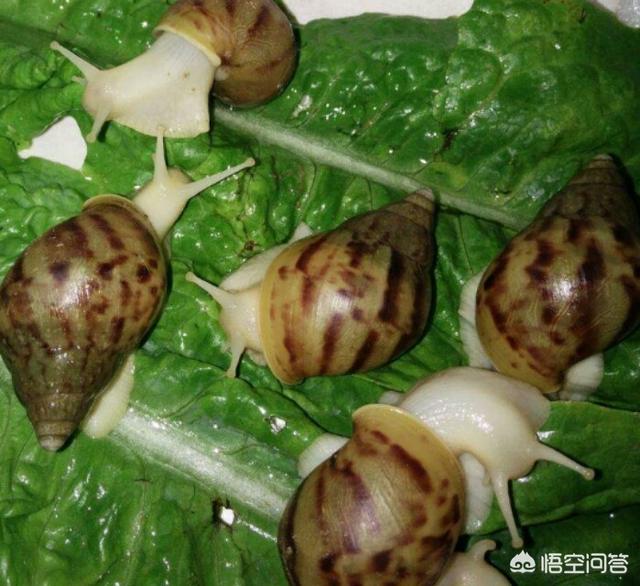 北海健食白玉蜗牛养殖:白玉蜗牛多少钱一斤？养白玉蜗牛能赚钱吗？