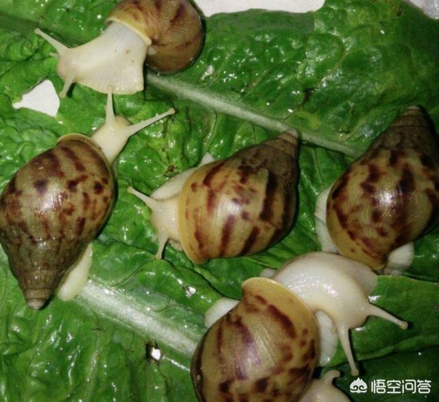 白玉蜗牛产卵的成活率:白玉蜗牛适合在什么温度下生活？