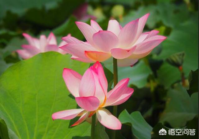 碧光环不发芽:如何让荷花种子尽快发芽？