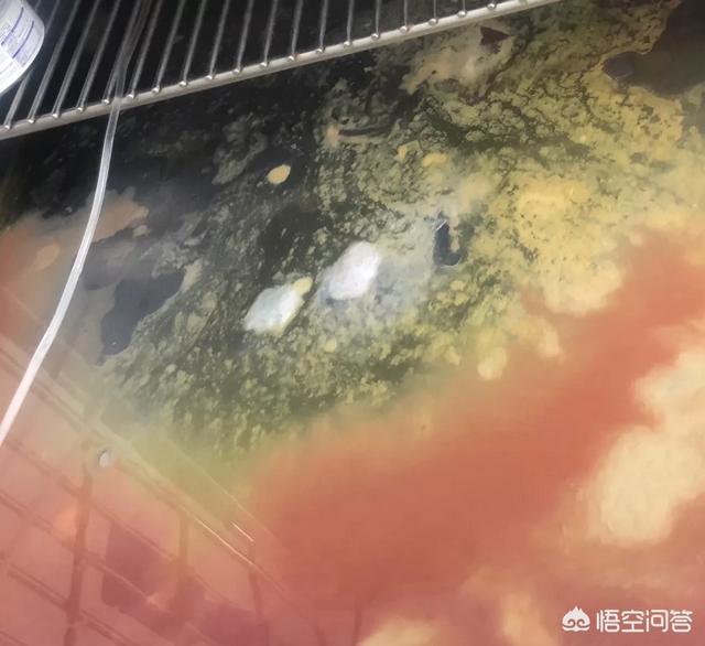 色狗狗:狗狗拉稀红棕色是什么病？