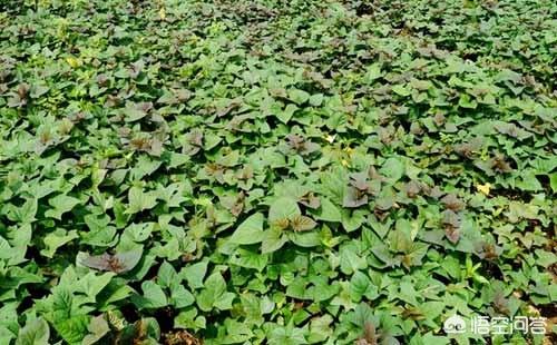 台湾番薯藤:红薯种植可以不翻藤吗，翻藤和不翻藤的区别是什么？