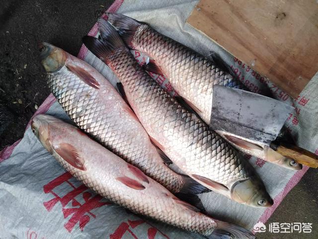 野钓草鱼需要避开哪些误区，水库钓鱼怎么样避开小罗非鱼我想掉草鱼、鲤鱼