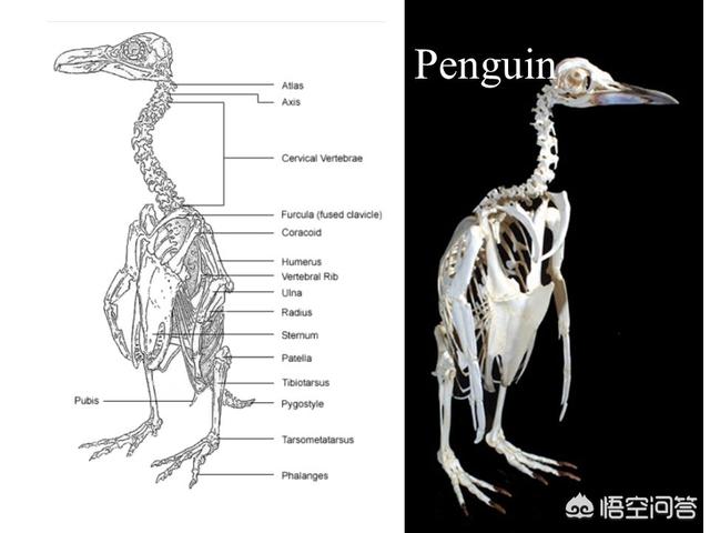 旋齿鲨:如果让你根据企鹅的骨骼来复原企鹅，你会把企鹅复原成什么样子？