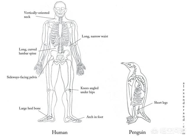 旋齿鲨:如果让你根据企鹅的骨骼来复原企鹅，你会把企鹅复原成什么样子？