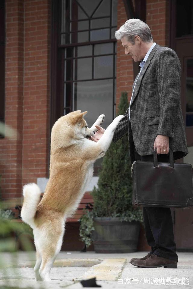 秋田犬八公:秋田犬八公的主人怎么画 是秋田犬八公忠诚还是拉布拉多二货忠诚？