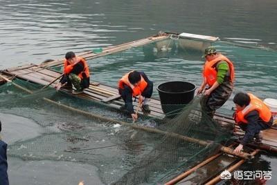 山边水库如何养鱼视频:有个五百亩的水库该怎么养鱼？