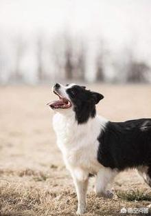 边境牧羊犬的图片:纯种边境牧羊犬怎么辨别？