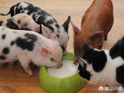 猪鼻子龟开食:最佳观赏淡水猪鼻龟如何饲养？
