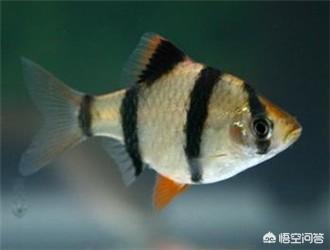 非洲王子宠物饲养知识:请问非洲王子能和虎皮，米奇一起混养吗？ 非洲王子适合群养吗