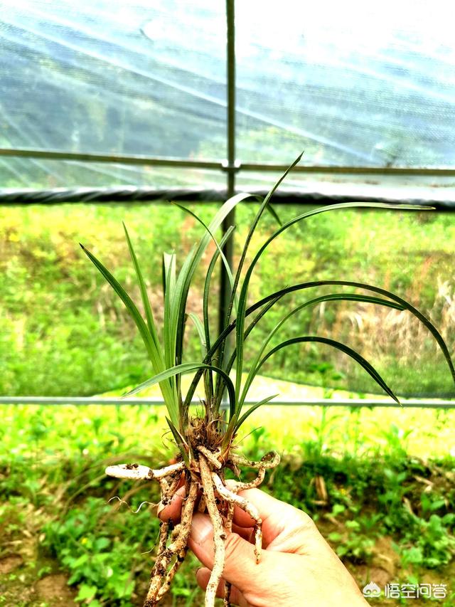 软腐病:预防兰花软腐病和茎腐病，用药时应该灌根还是喷施？