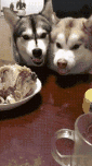一位忠诚的守望犬:如何知道狗狗对自己是否忠诚？