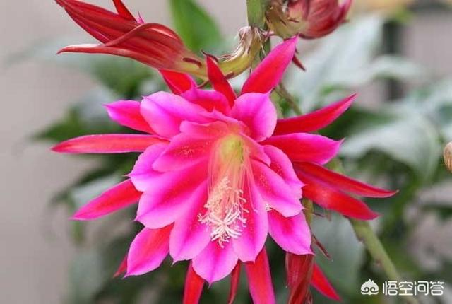 令箭荷花花芽:嫁接的令箭荷花为什么开不了花？