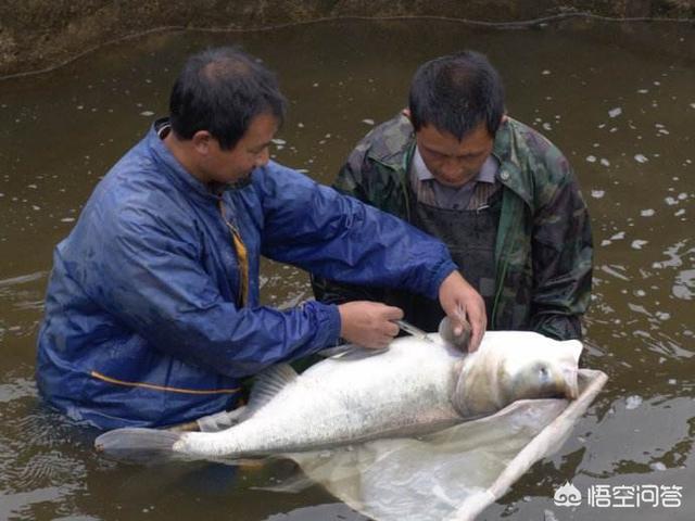 河虾养殖:现在上海菜市场供应的河鱼河虾在养殖时放激素吗？