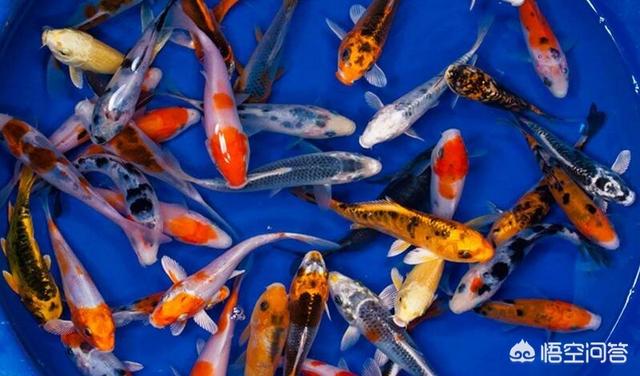 头条问答 锦鲤可以吃螺肉吗 3个回答
