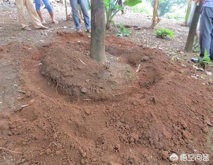 菠萝蜜怎么种植方法,怎样打理菠萝蜜才会结果？