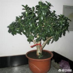 厚脸皮的养殖方法:玉树应该怎么养护，有哪些技巧？