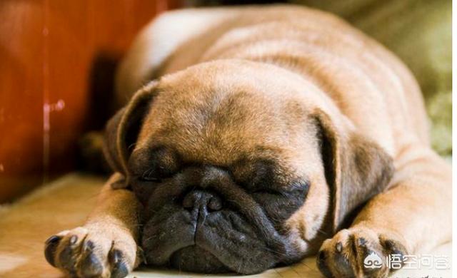 八哥狗好养吗古牧犬:法国斗牛犬和巴哥犬哪个好养？