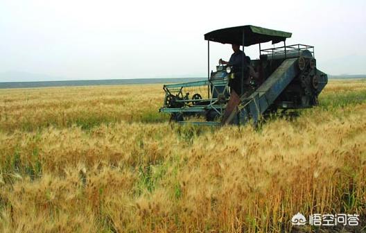 麦子什么时候成熟，今年小麦应该什么时间收玉米应该什么时间种