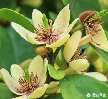 含笑花怎么养才好:含笑花生长旺季在什么季节？