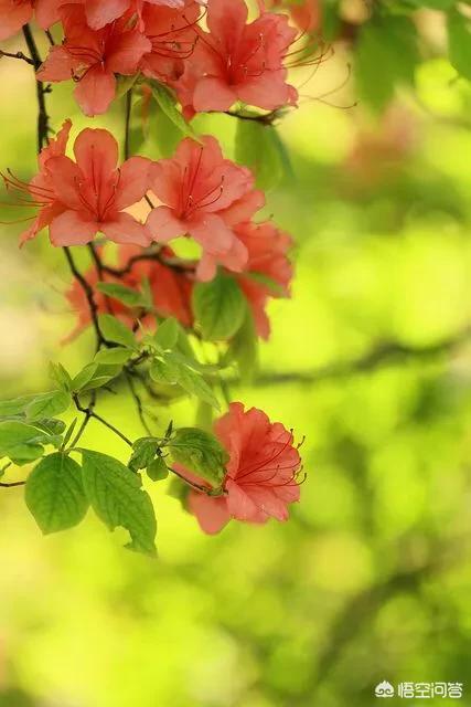 头条问答 杜鹃花开花颜色变浅是什么原因 5个回答