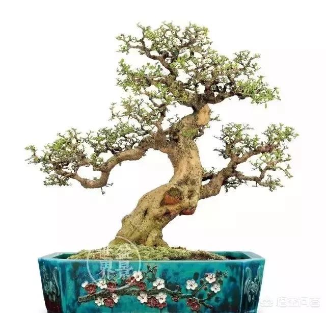 盆景五大流派:做盆栽的话，需要什么样的技术？